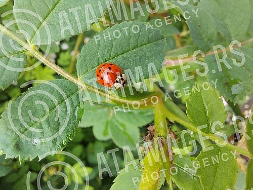 Ladybug (coccinella magnifica) on leafs eating aphids.Bubamara (coccinella magnifica) na liscu jede biljne vasi.