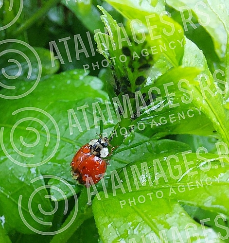 Ladybug (coccinella magnifica) on leafs eating aphids.Bubamara (coccinella magnifica) na liscu jede biljne vasi.