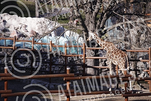 A press conference was held at the Belgrade Zoo on the occasion of the presentation of the project 