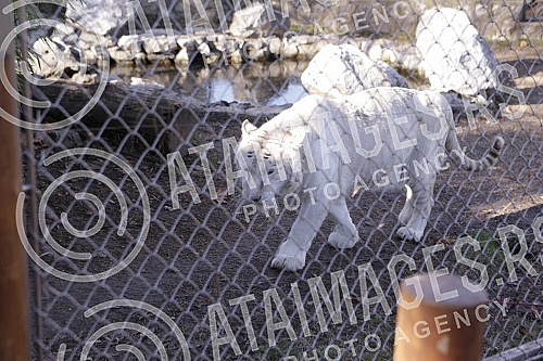 A press conference was held at the Belgrade Zoo on the occasion of the presentation of the project 