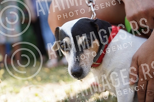 Animal rights protest in front of the Veterinary Administration.Protest za prava zivotinja ispred Uprave za veterinu.