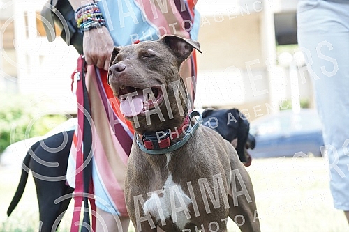 Animal rights protest in front of the Veterinary Administration.Protest za prava zivotinja ispred Uprave za veterinu.