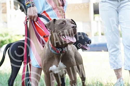 Animal rights protest in front of the Veterinary Administration.Protest za prava zivotinja ispred Uprave za veterinu.