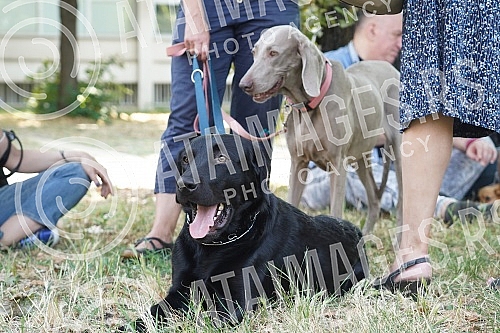 Animal rights protest in front of the Veterinary Administration.Protest za prava zivotinja ispred Uprave za veterinu.