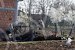 Life in Smederevska Palanka - Senior citizens respect the ban on going out and staying only in their yard and on their landZivot u Smederevskoj Palanci - stariji sugradjani postuju zabranu kretanja i borave samo u svom dvoristu i na svojoj zemlji.