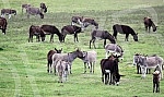 A herd of donkeys grazing in Koviljski rit near Novi Sad.

Krdo magaraca na ispasi u Koviljskom ritu kod Novog Sada.