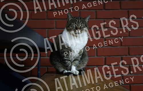 The open training of KK Crvena zvezda mts before the match with KK Panathinaikos was held in the Aleksandar Nikolic hall.Otvoreni trening KK Crvena zvezda mts pred utakmicu sa KK Panatinaikosom odrzan je u hali Aleksandar Nikolic.
