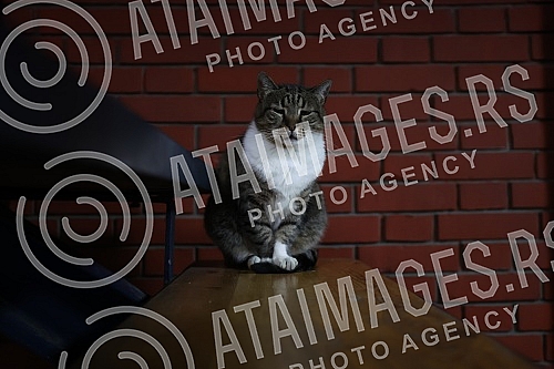 The open training of KK Crvena zvezda mts before the match with KK Panathinaikos was held in the Aleksandar Nikolic hall.Otvoreni trening KK Crvena zvezda mts pred utakmicu sa KK Panatinaikosom odrzan je u hali Aleksandar Nikolic.
