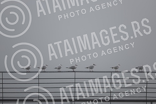 City pollution mixed with morning fog, Belgrade cityscape.Zagadjenje grada pomesano sa jutarnjom maglom, gradski pejzaz Beograda.
