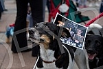 A No Back protest was held in Nis, which is part of a joint struggle for all animals throughout Serbia, for the absolute implementation of the Animal Welfare Law and the Veterinary Law without changing the laws and strategies, for the humane solution
