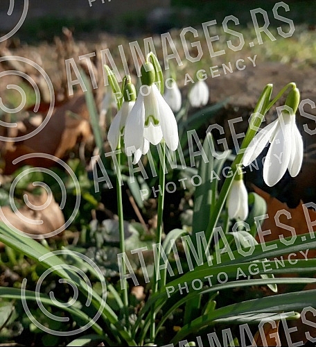 Although a drop in temperature is announced, blossoming trees and flowers herald spring.Iako se najavljuje pad temperature, procvala stabla i cvece najavljuju prolece.