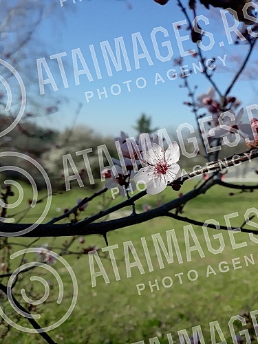 Although a drop in temperature is announced, blossoming trees and flowers herald spring.Iako se najavljuje pad temperature, procvala stabla i cvece najavljuju prolece.