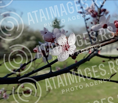 Although a drop in temperature is announced, blossoming trees and flowers herald spring.Iako se najavljuje pad temperature, procvala stabla i cvece najavljuju prolece.