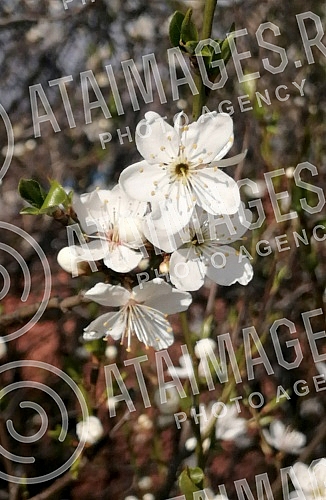 Although a drop in temperature is announced, blossoming trees and flowers herald spring.Iako se najavljuje pad temperature, procvala stabla i cvece najavljuju prolece.