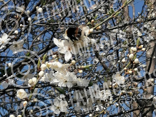 Although a drop in temperature is announced, blossoming trees and flowers herald spring.Iako se najavljuje pad temperature, procvala stabla i cvece najavljuju prolece.