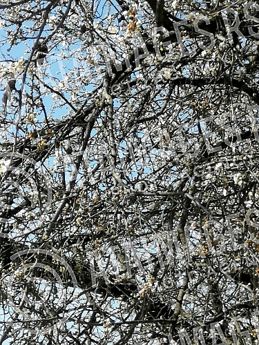 Although a drop in temperature is announced, blossoming trees and flowers herald spring.Iako se najavljuje pad temperature, procvala stabla i cvece najavljuju prolece.