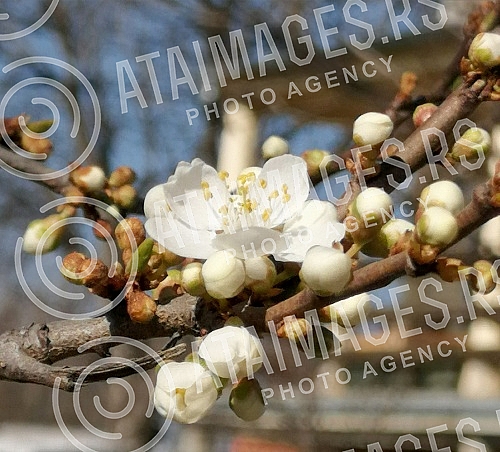 Although a drop in temperature is announced, blossoming trees and flowers herald spring.Iako se najavljuje pad temperature, procvala stabla i cvece najavljuju prolece.