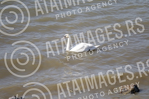 Swans on the promenade May 25 on the banks of the Danube.Labudovi na setalistu 25. maj na obali Dunava.