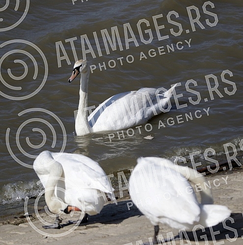 Swans on the promenade May 25 on the banks of the Danube.Labudovi na setalistu 25. maj na obali Dunava.
