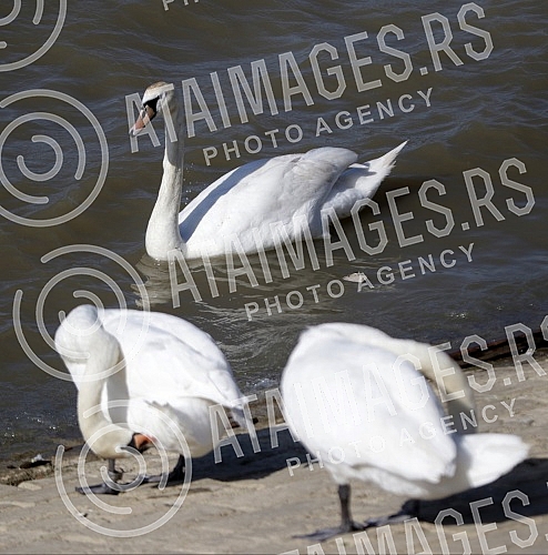 Swans on the promenade May 25 on the banks of the Danube.Labudovi na setalistu 25. maj na obali Dunava.