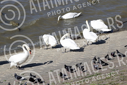 Swans on the promenade May 25 on the banks of the Danube.Labudovi na setalistu 25. maj na obali Dunava.