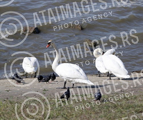Swans on the promenade May 25 on the banks of the Danube.Labudovi na setalistu 25. maj na obali Dunava.