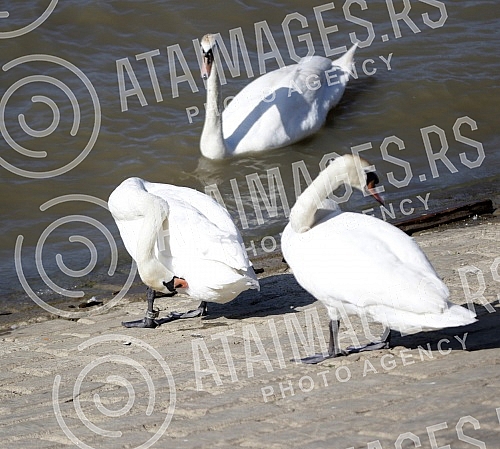 Swans on the promenade May 25 on the banks of the Danube.Labudovi na setalistu 25. maj na obali Dunava.