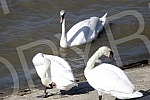 Swans on the promenade May 25 on the banks of the Danube.Labudovi na setalistu 25. maj na obali Dunava.