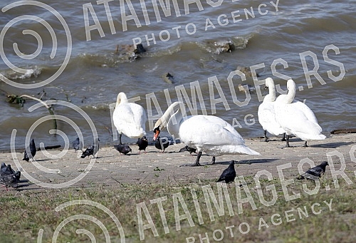 Swans on the promenade May 25 on the banks of the Danube.Labudovi na setalistu 25. maj na obali Dunava.