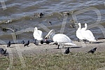 Swans on the promenade May 25 on the banks of the Danube.Labudovi na setalistu 25. maj na obali Dunava.