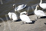 Swans on the promenade May 25 on the banks of the Danube.Labudovi na setalistu 25. maj na obali Dunava.