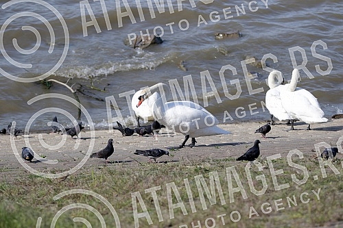 Swans on the promenade May 25 on the banks of the Danube.Labudovi na setalistu 25. maj na obali Dunava.