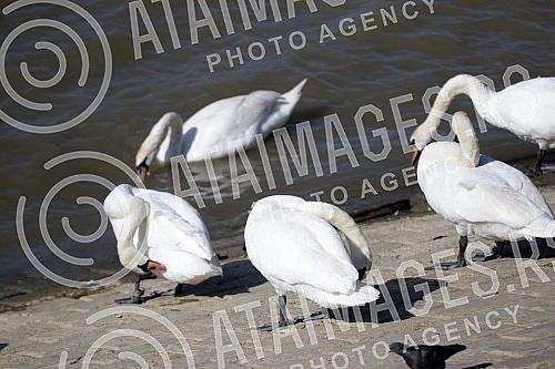 Swans on the promenade May 25 on the banks of the Danube.Labudovi na setalistu 25. maj na obali Dunava.