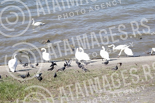 Swans on the promenade May 25 on the banks of the Danube.Labudovi na setalistu 25. maj na obali Dunava.