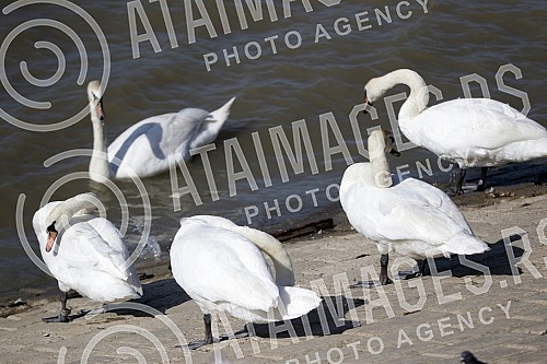Swans on the promenade May 25 on the banks of the Danube.Labudovi na setalistu 25. maj na obali Dunava.