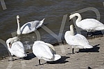 Swans on the promenade May 25 on the banks of the Danube.Labudovi na setalistu 25. maj na obali Dunava.