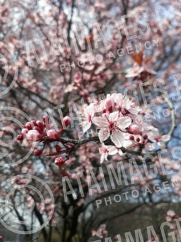 Spring has arrived, and nature shows it in full glory.Prolece je stiglo, a priroda to pokazuje u punom sjaju.
