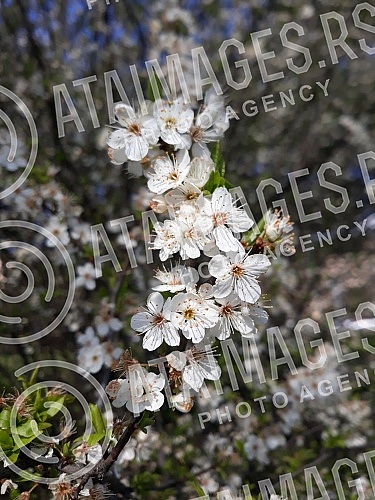 Spring has arrived, and nature shows it in full glory.Prolece je stiglo, a priroda to pokazuje u punom sjaju.