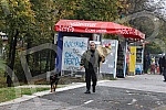President of the Serbian right Misa Vacic on a walk with his pet Rottweiler Atila. Predsednik Srpske desnice Misa Vacic u setnji sa ljubimcem rotvajlerom Atilom.