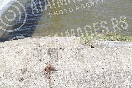 The body of the younger man was found in the Danube near Ada Huja, confirmed by the prosecution and the police, and the media report that the body of the wardrobe that Matej Peris from Split had on the night of his disappearance was on his body.Tel