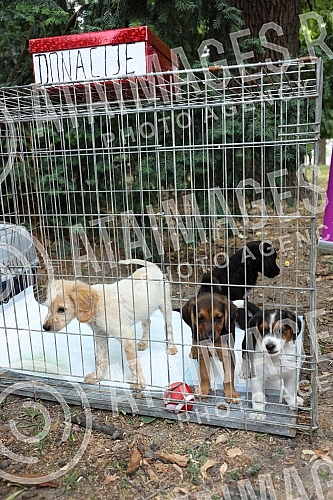 The first regional festival of dogs of all breeds called 