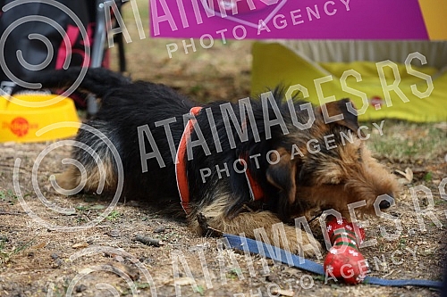 The first regional festival of dogs of all breeds called 