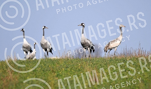 Every year, up to ten thousand cranes gather on the salt lake, Slano Kopovo, which is located in Basaid, on the road Novi Becej - Kikinda, which come before winter and stay there until February, March.Svake godine se na slanom jezeru, Slano Kopovo,