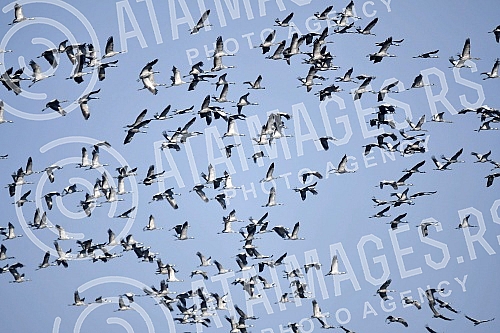 Every year, up to ten thousand cranes gather on the salt lake, Slano Kopovo, which is located in Basaid, on the road Novi Becej - Kikinda, which come before winter and stay there until February, March.Svake godine se na slanom jezeru, Slano Kopovo,